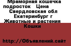 Мраморная кошечка подросток › Цена ­ 3 000 - Свердловская обл., Екатеринбург г. Животные и растения » Кошки   